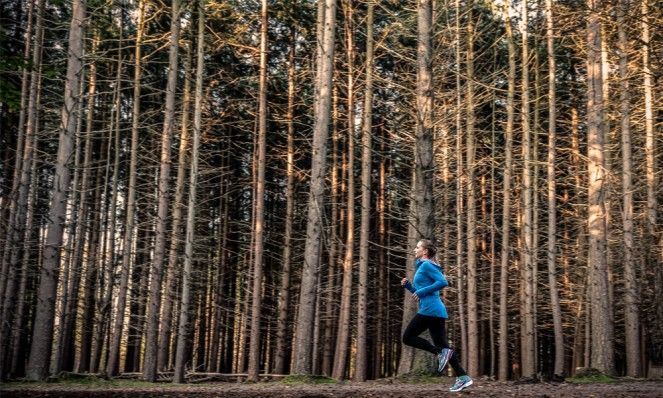 sneller-663x398 (1).jpg