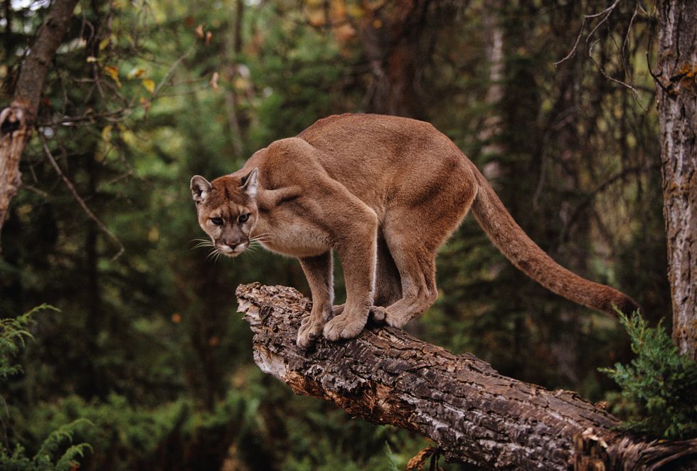 mountain-lion-on-tree-stump-high-res-stock-photography-523776798-1549371996.jpg