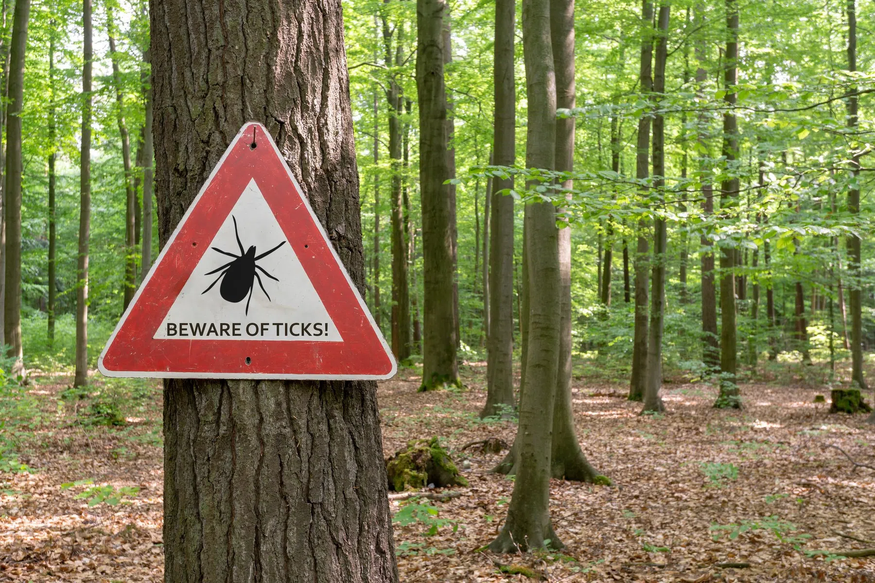 gevaarlijk-teken-bos-hardlopers-bord.jpg