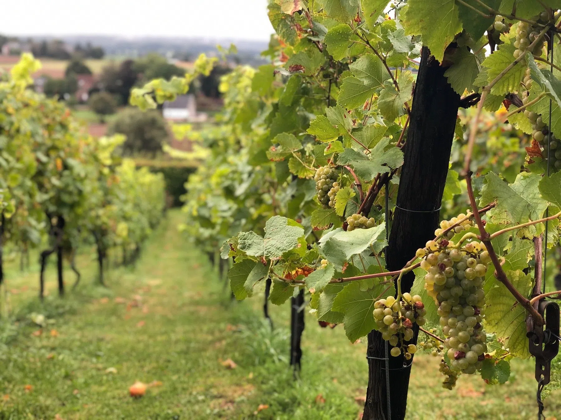 Wijnmarathon 4 Foto Bearsports[297].jpg