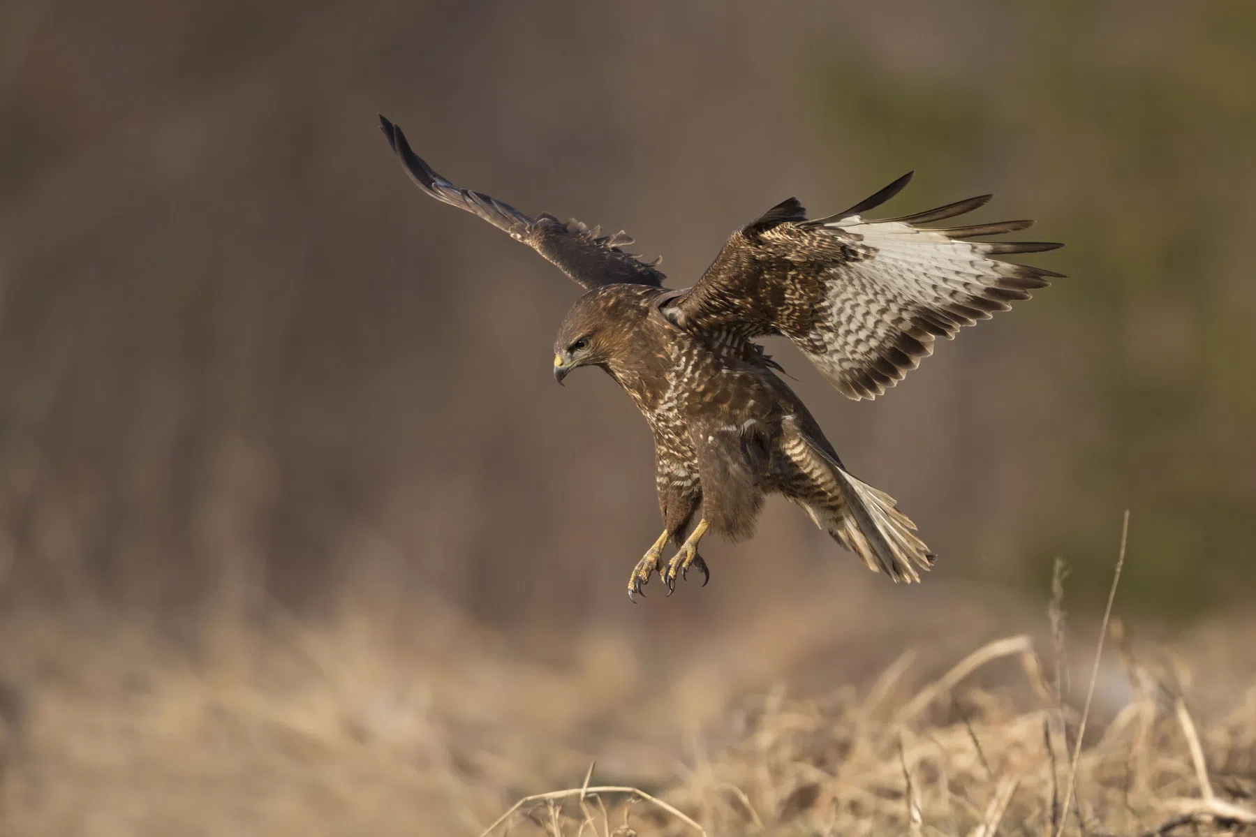 buizerd aanval hardlopen
