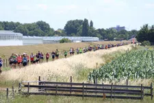 Loopje van de week: snel door kassen en polder bij Run Maasdijk